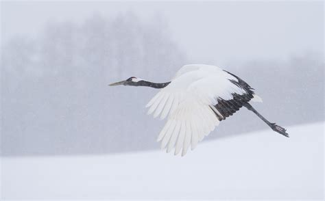 仙鹤|丹顶鹤 (北京鸟类 Birds of Beijing) iNaturalist